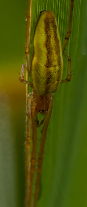 Tetragnatha sp. - Lago di Lod (AO)