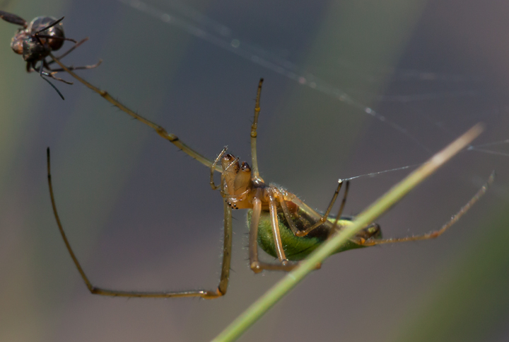 Tetragnatha sp. - Valle d''Aosta (Antey-St.-Andr)