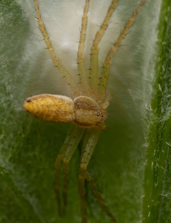 Philodromus sp. - Castelnuovo V.C. (PI)