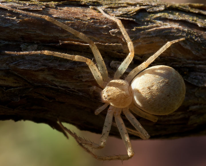 Philodromus sp. - Pontremoli (MS)