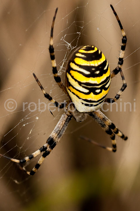 Argiope bruennichi - Arenzano (GE)