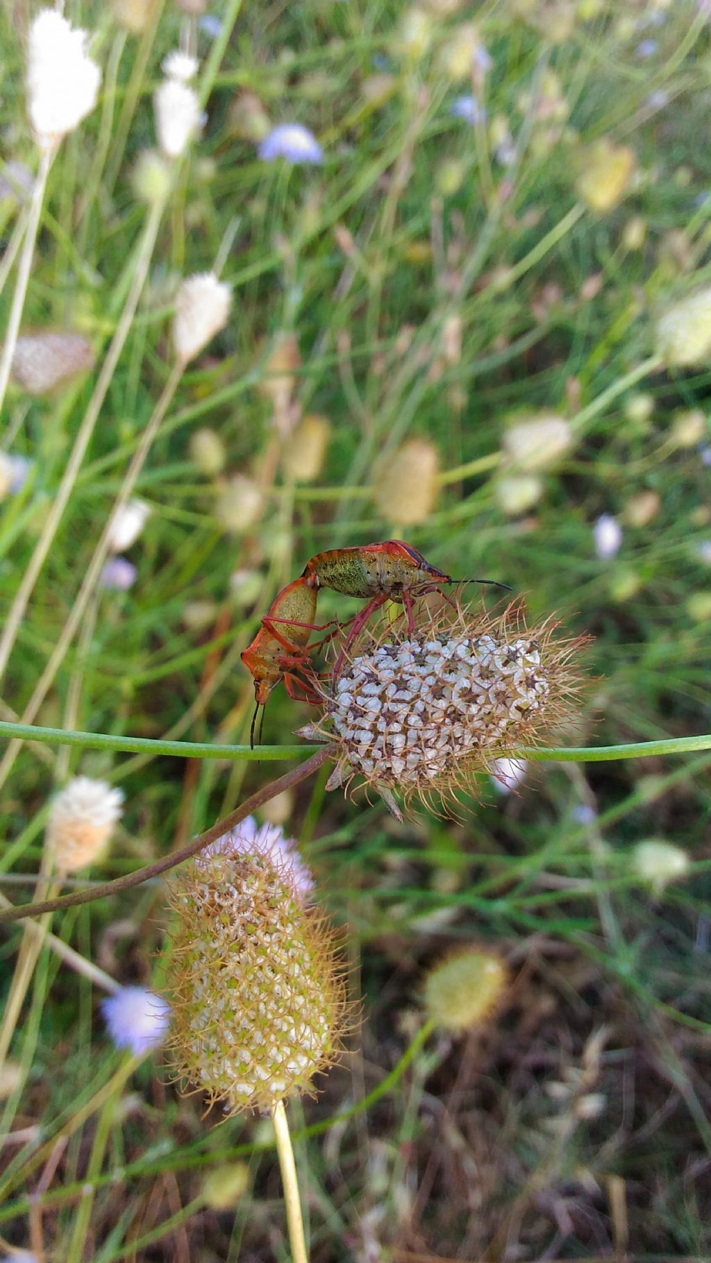 grosse cimici rosse:  Codophila varia (Pentatomidae)