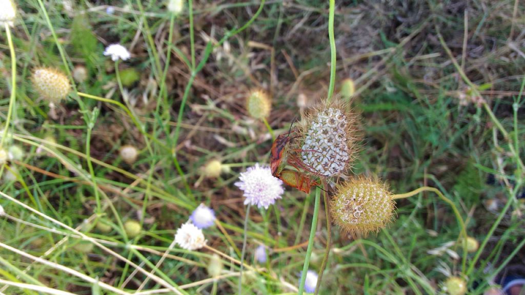 grosse cimici rosse:  Codophila varia (Pentatomidae)