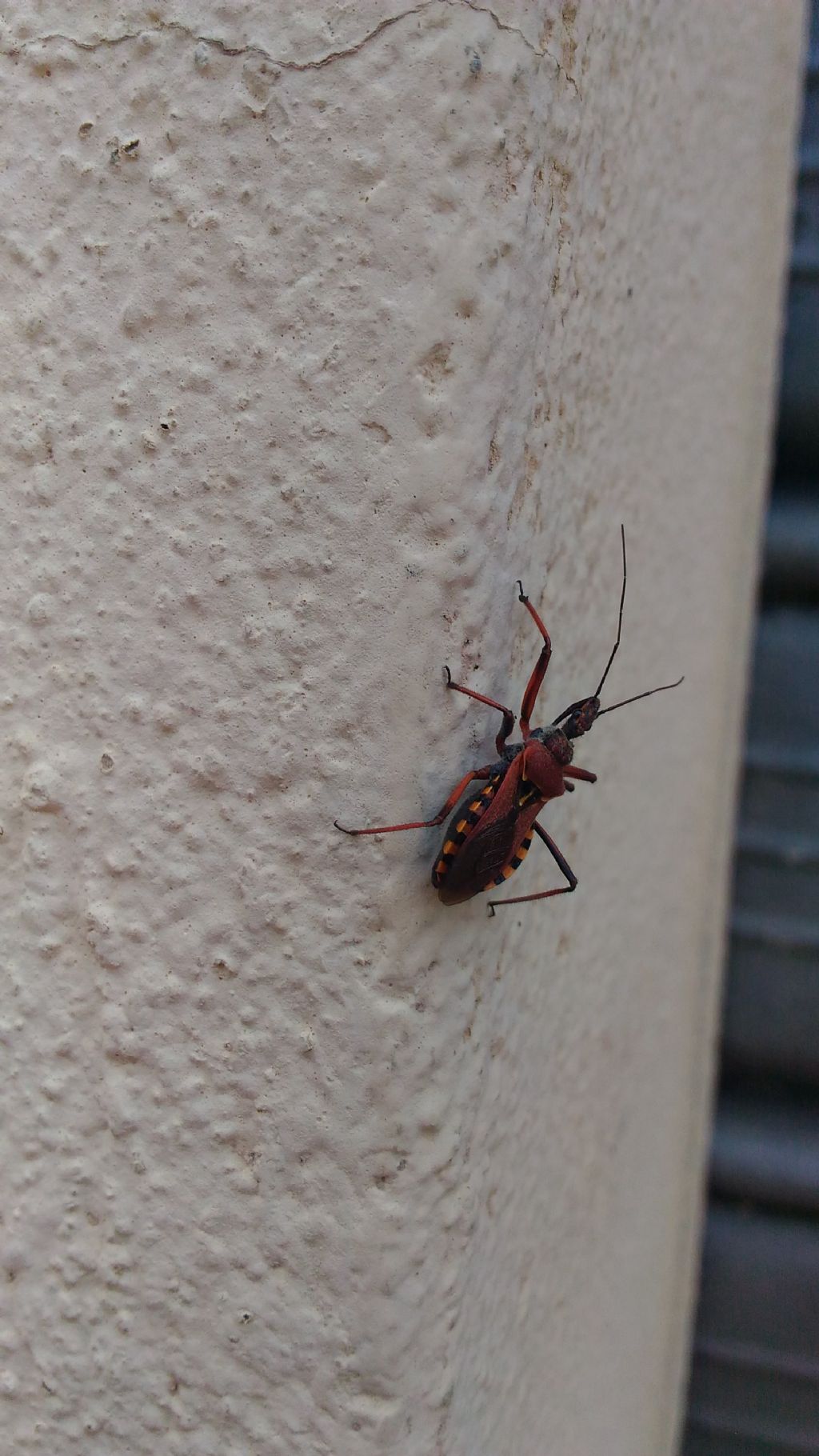 Rhynocoris?