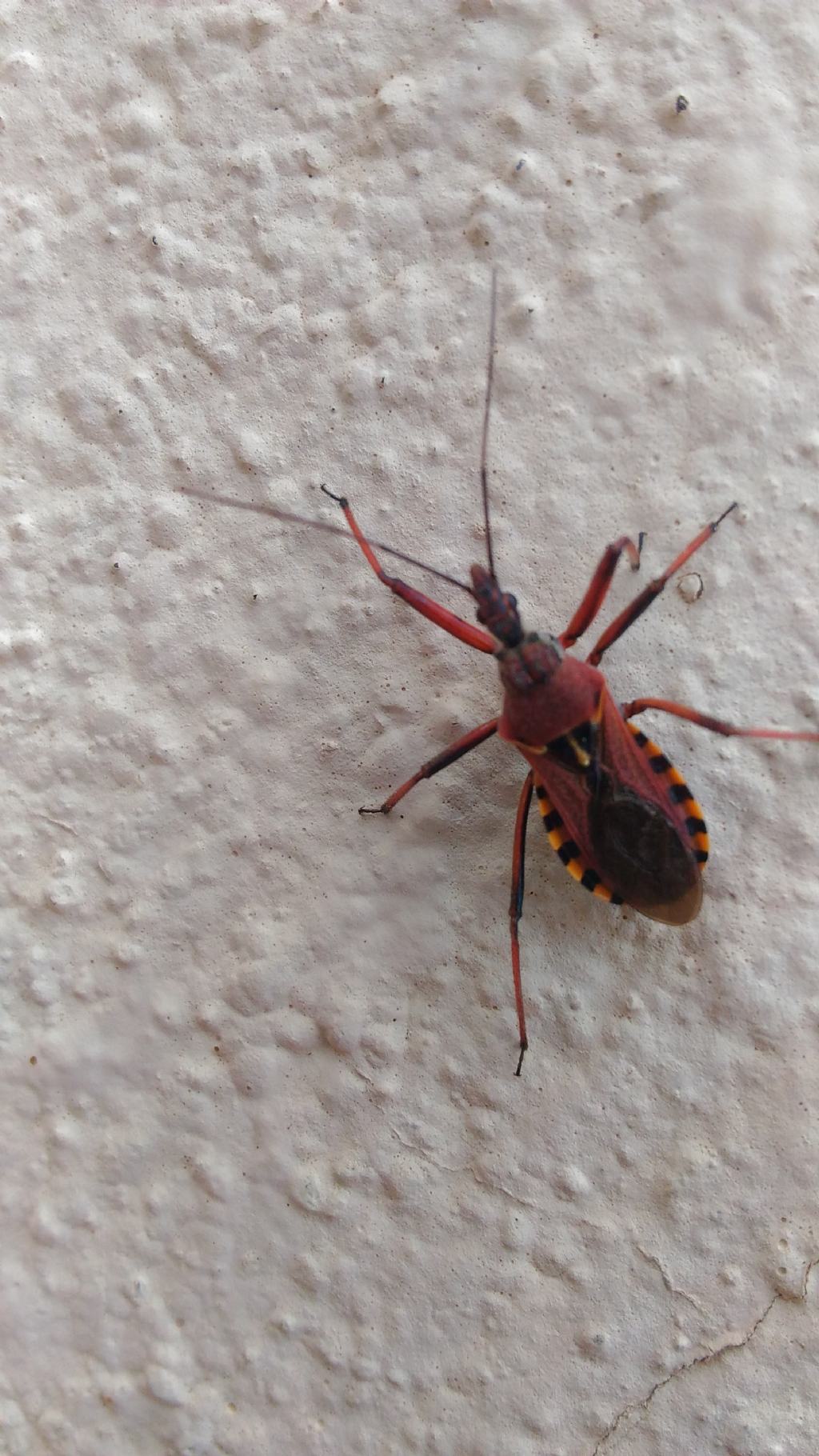 Rhynocoris?