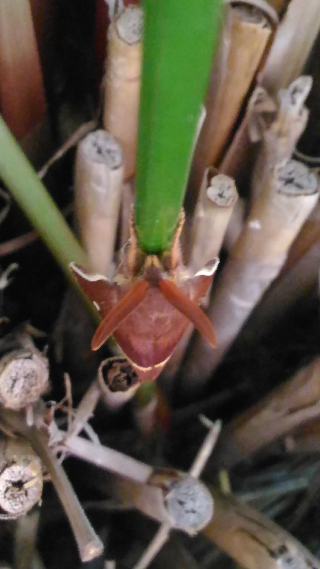 Grossa falena marrone da identificare - Lasiocampa (Lasiocampa) quercus, Lasiocampidae