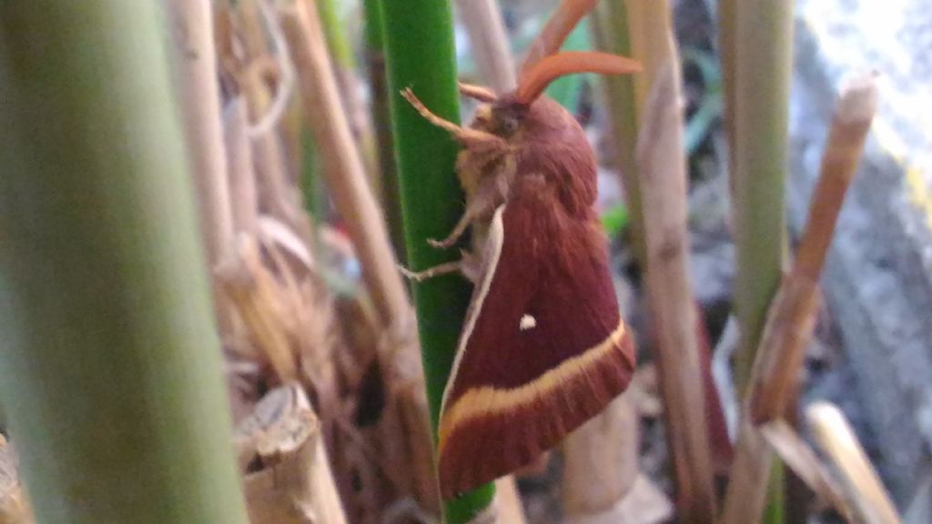 Grossa falena marrone da identificare - Lasiocampa (Lasiocampa) quercus, Lasiocampidae