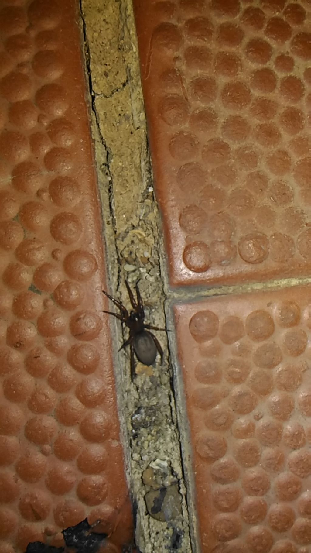 Scotophaeus cfr. scutulatus  - Catanzaro lido