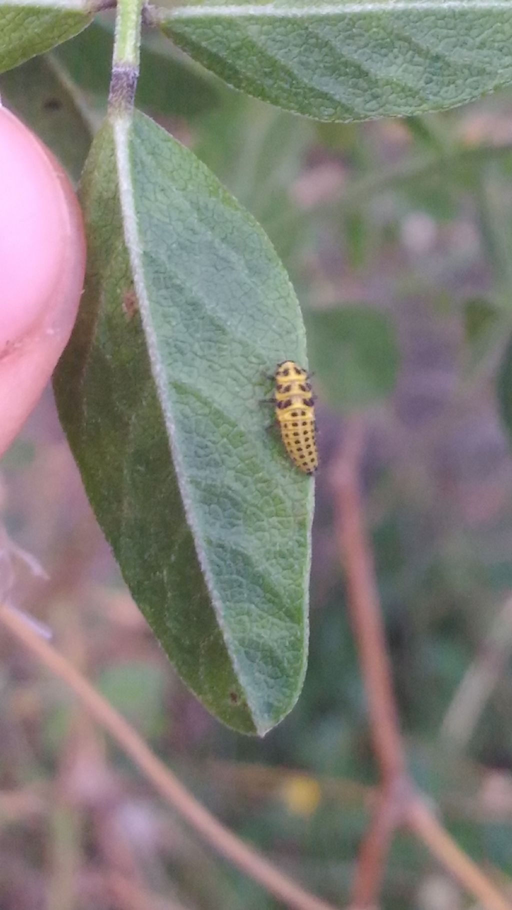 Coccinellide giallo (larva): Psyllobora vigintiduopunctata