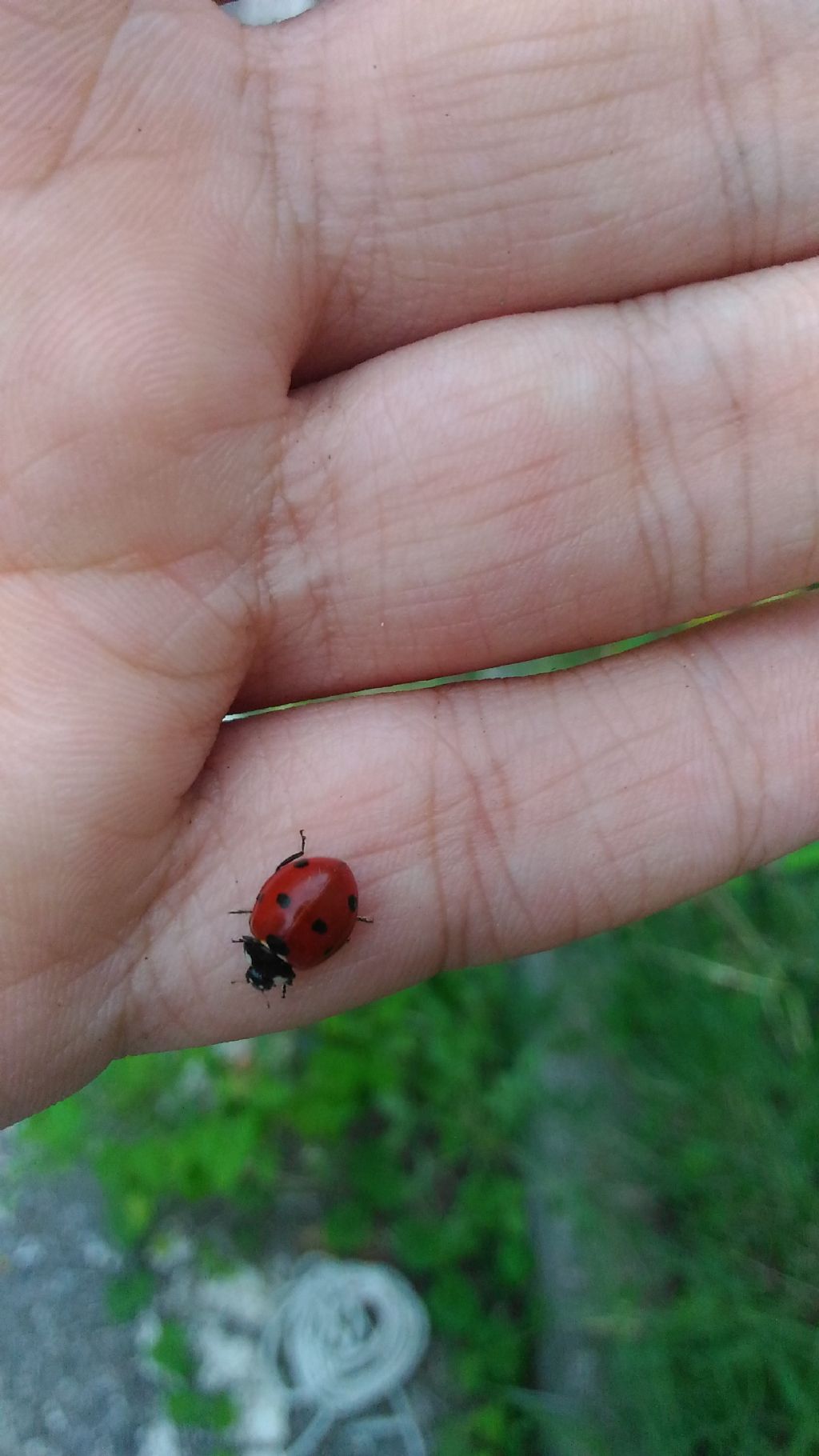 Coccinellidae: Coccinella septempunctata