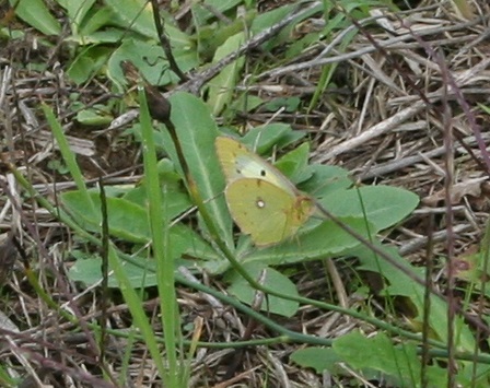 Colias?