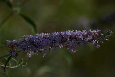 Buddleja davidii