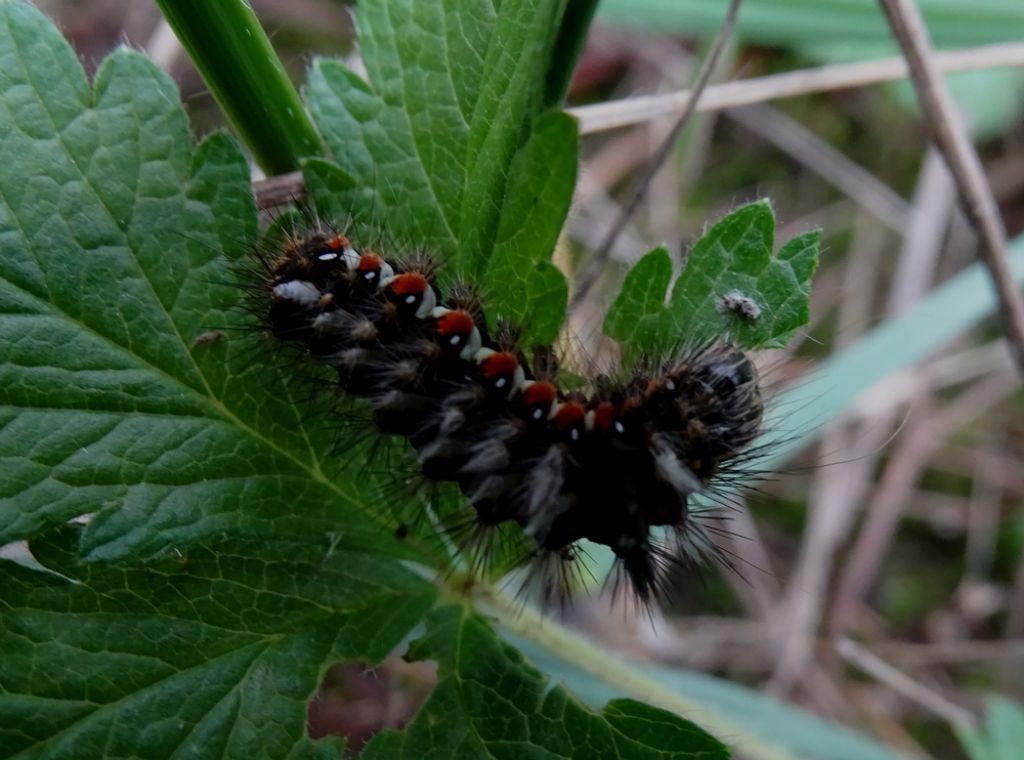 Bruco da identificare - Acronicta (Viminia) rumicis, Noctuidae