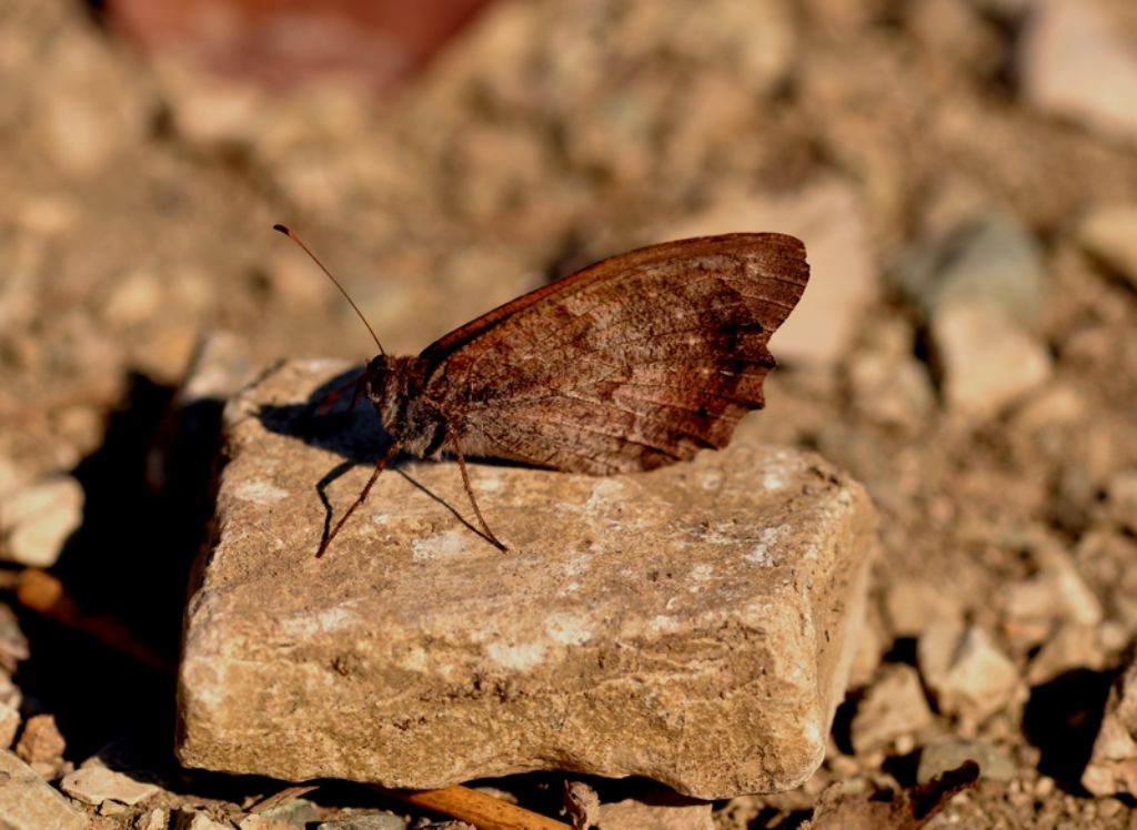 Farfalla da identificare - Hipparchia (Neohipparchia) statilinus