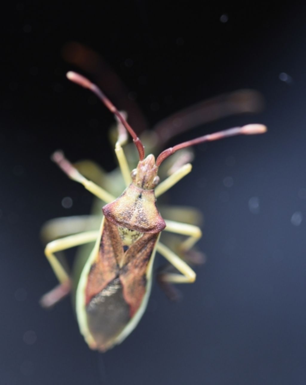 Coreidae:  Gonocerus juniperi