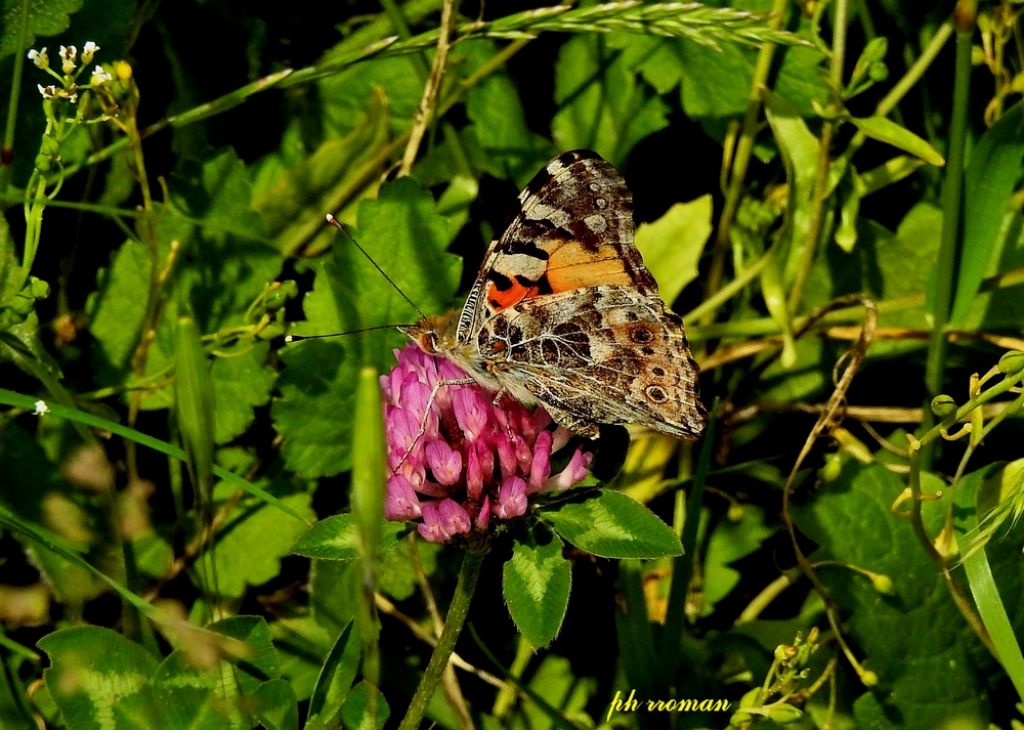 Vanessa cardui? S