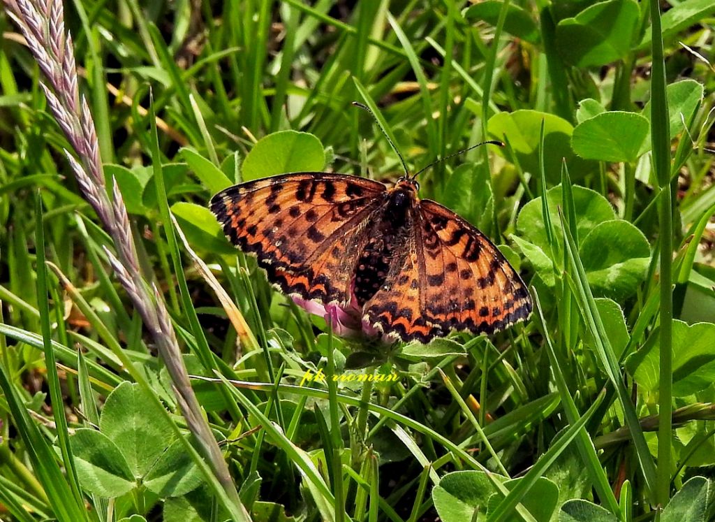 Una o due specie? Melitaea didyma, Nymphalidae