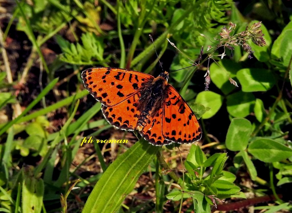 Una o due specie? Melitaea didyma, Nymphalidae