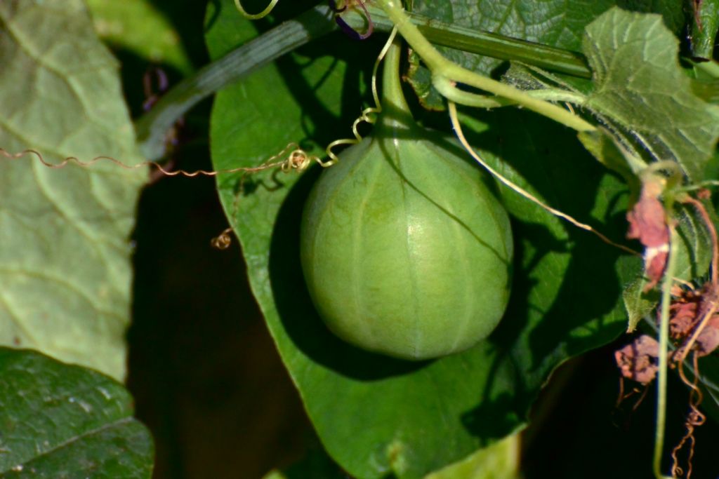 Frutto di Aristolochia clematitis (Aristolochiaceae)