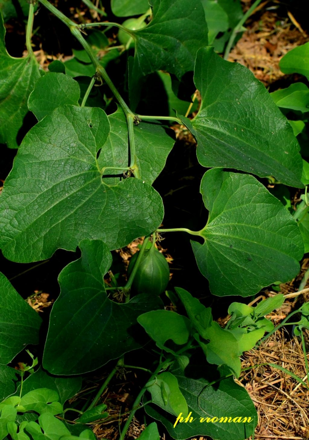 Frutto di Aristolochia clematitis (Aristolochiaceae)