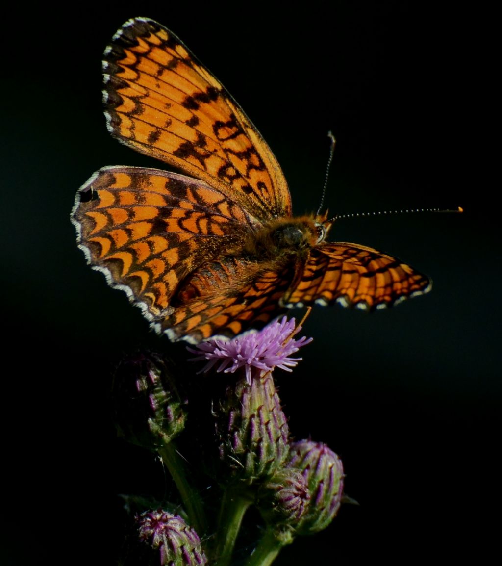 Melitaea athalia? No, Melitaea phoebe, Nymphalidae