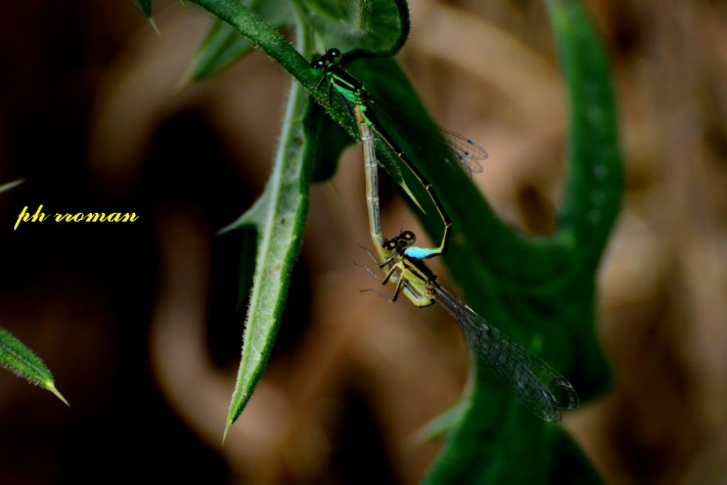 Ischnura o Lestes?  Ischnura elegans