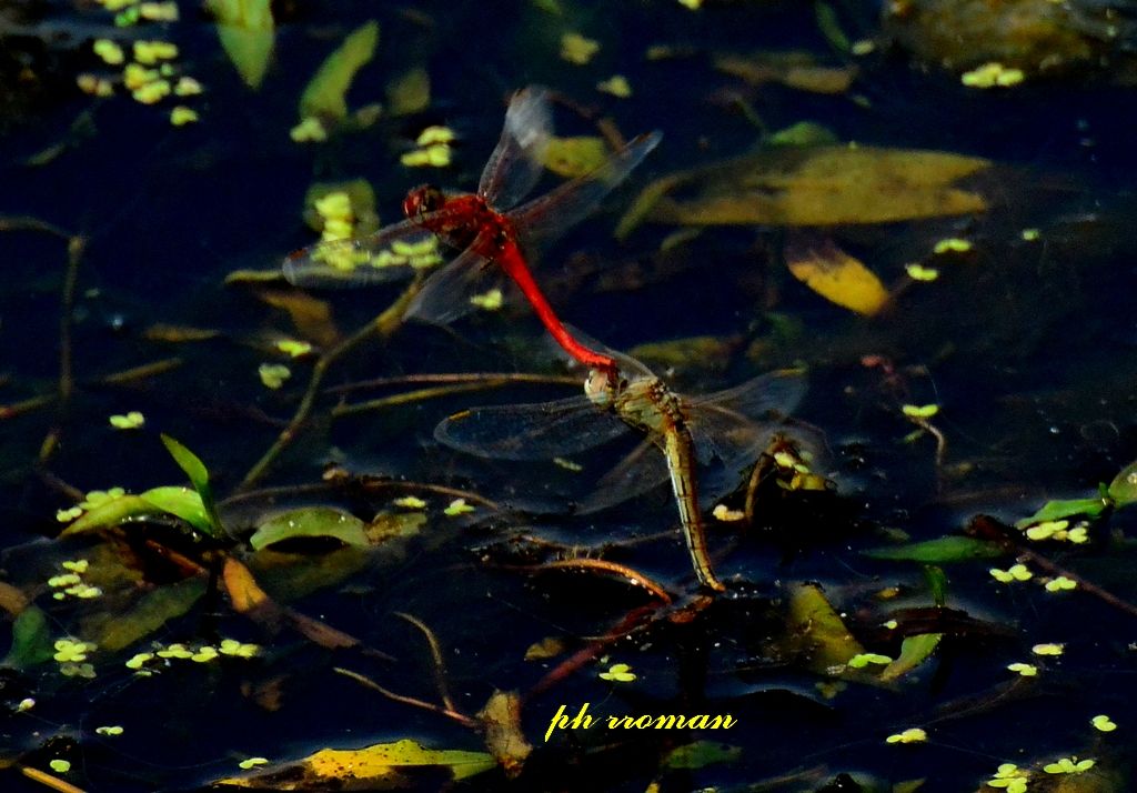 Sympetrum fonscolombii