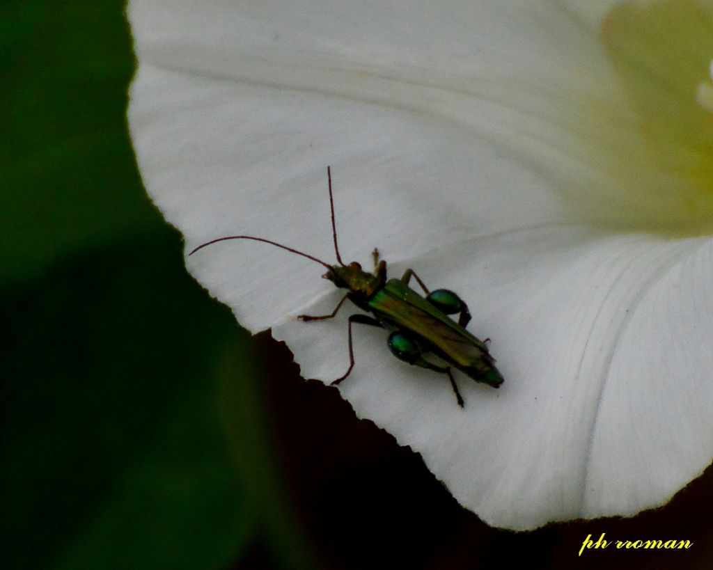 Oedemera nobilis, maschio - Oedemeridae