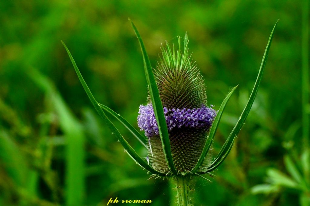 Cardo dei lanaioli? si, Dipsacus fullonum