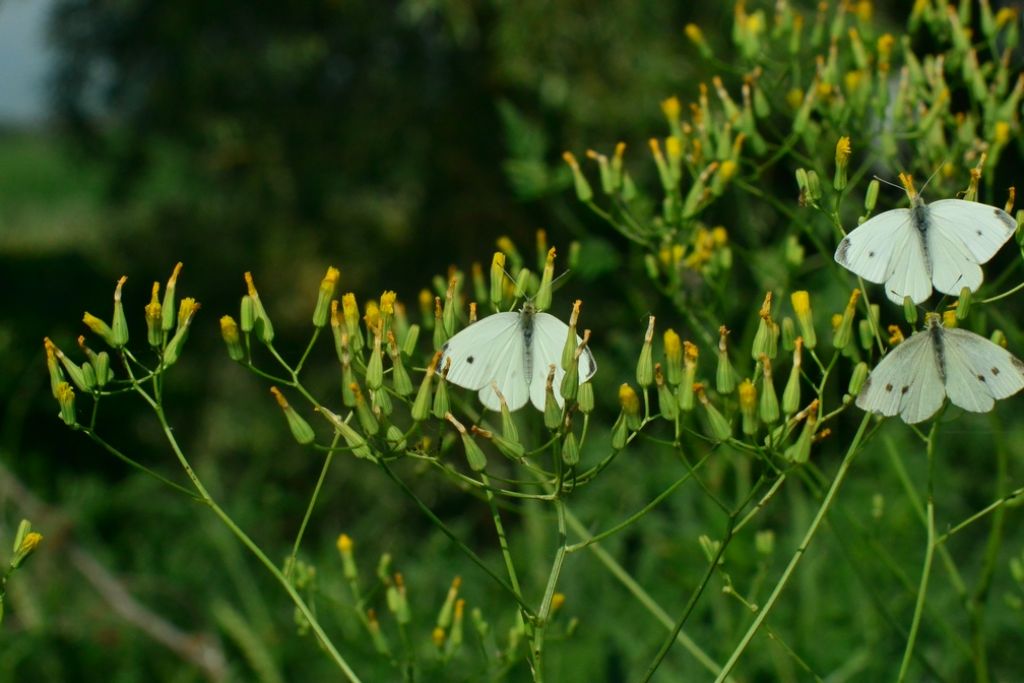 Crepis pulchra