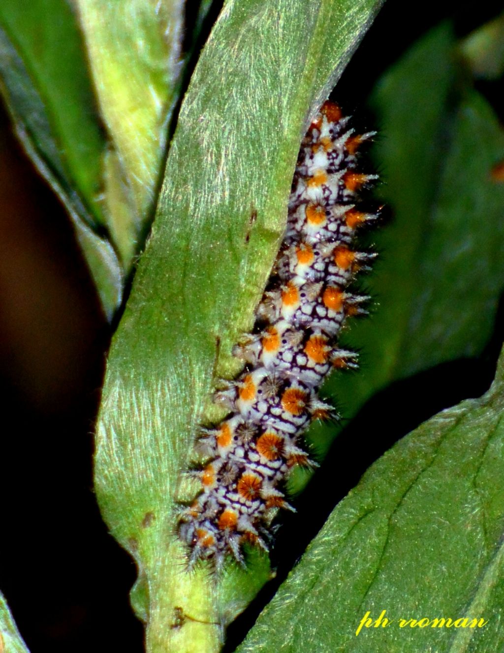 Farfalla o falena? Melitaea didyma, Nymphalidae