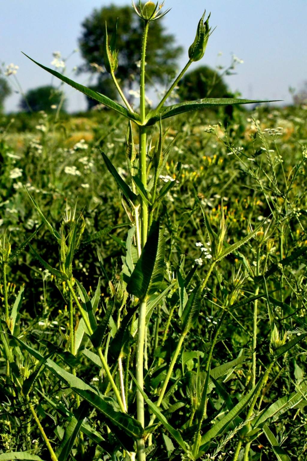 Cardo dei lanaioli? si, Dipsacus fullonum