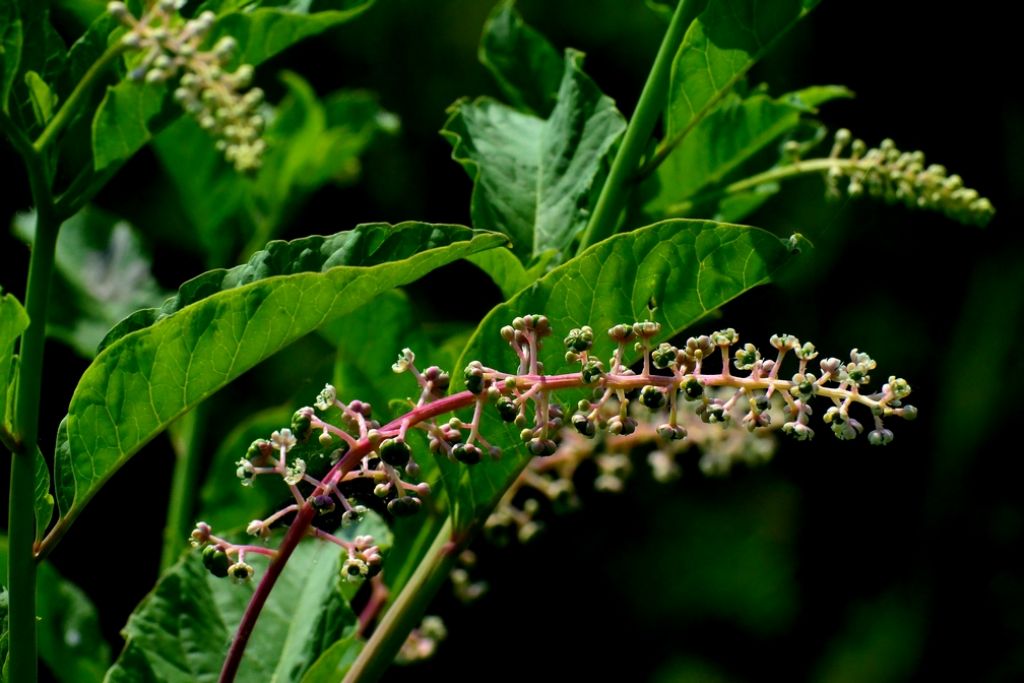 Phytolacca americana