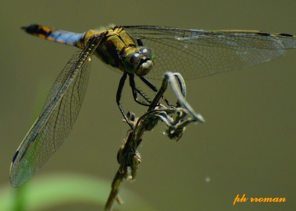 Anax? No, Orthetrum cancellatum