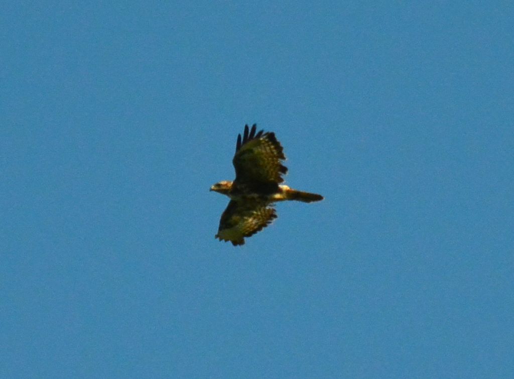 Poiana (Buteo buteo)