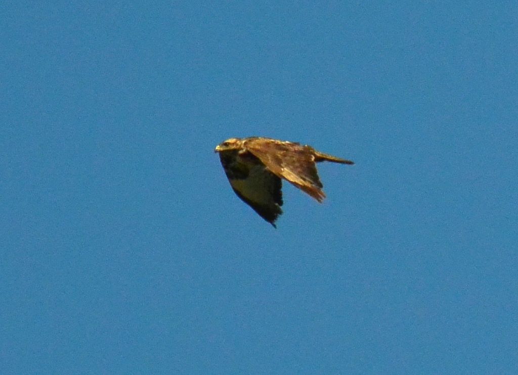 Poiana (Buteo buteo)