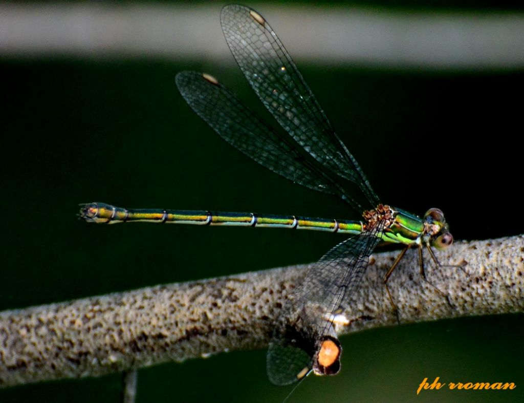 Chalcolestes viridis, m.?....Chalcolestessp., f. !