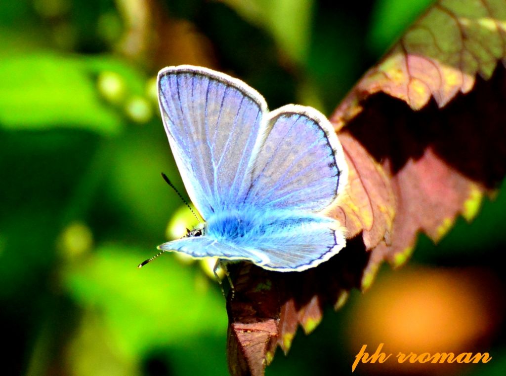 Plebejus argus, m.?  No, Polyommatus icarus