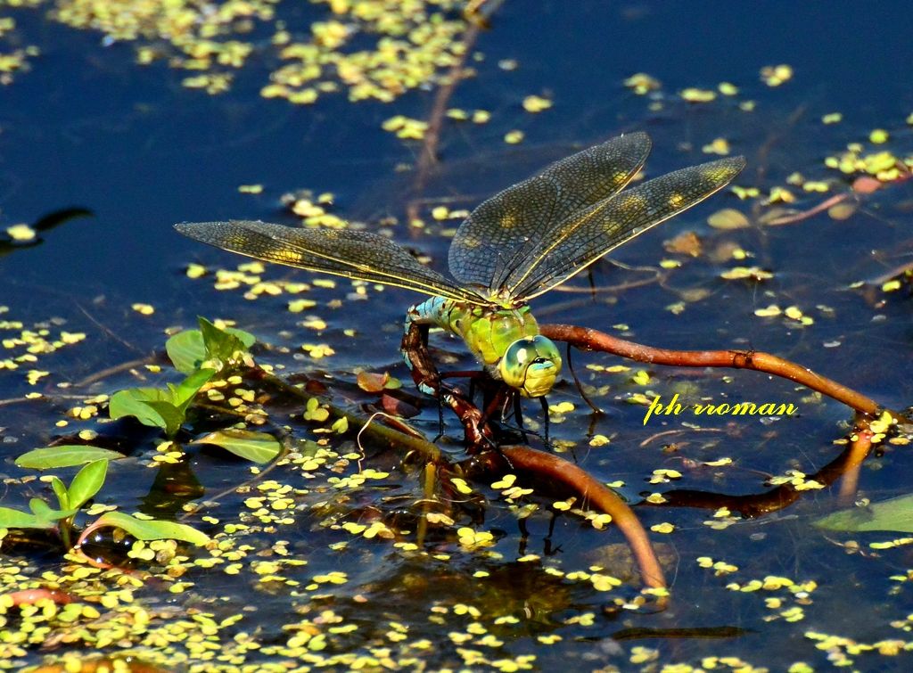 Anax imperator