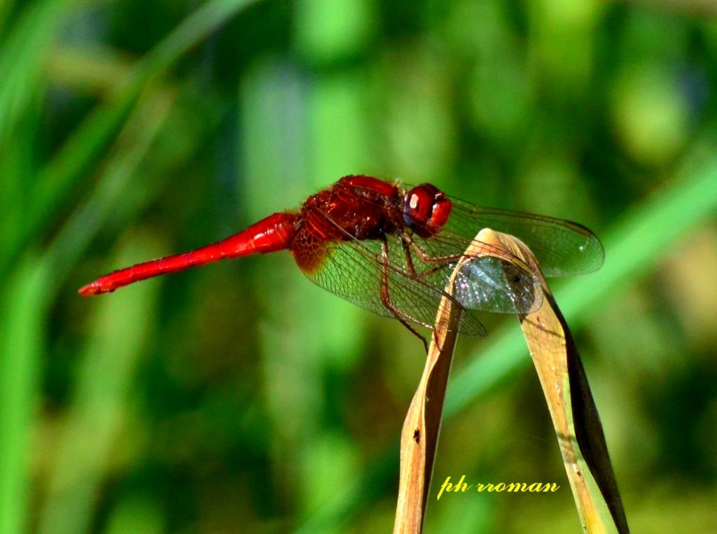 Maschio e femmina di Sympetrhum fonscolombii? no, di Crocothemis erythraea