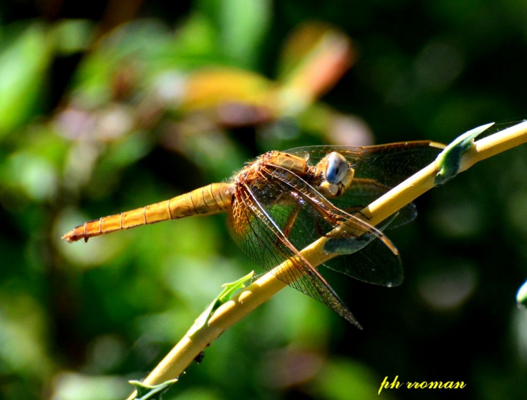 Maschio e femmina di Sympetrhum fonscolombii? no, di Crocothemis erythraea