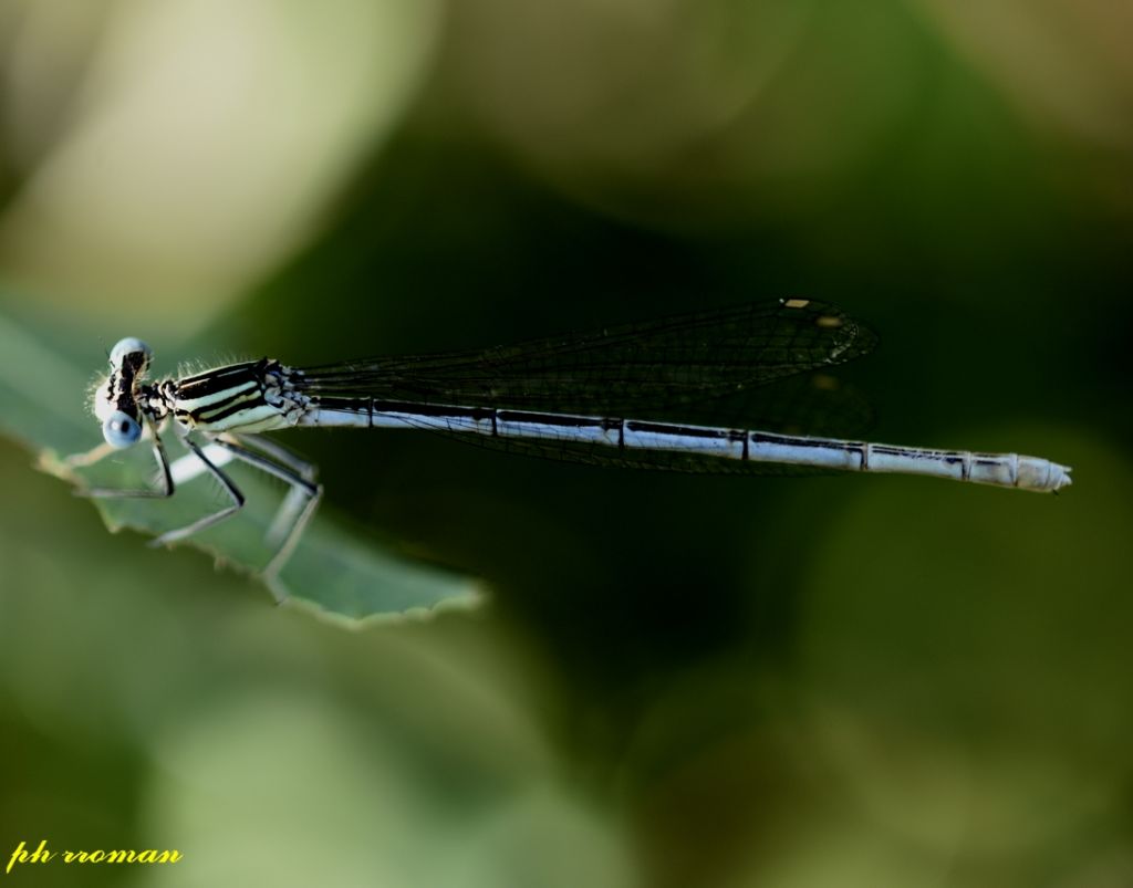 Platycnemis pennipes?  S !