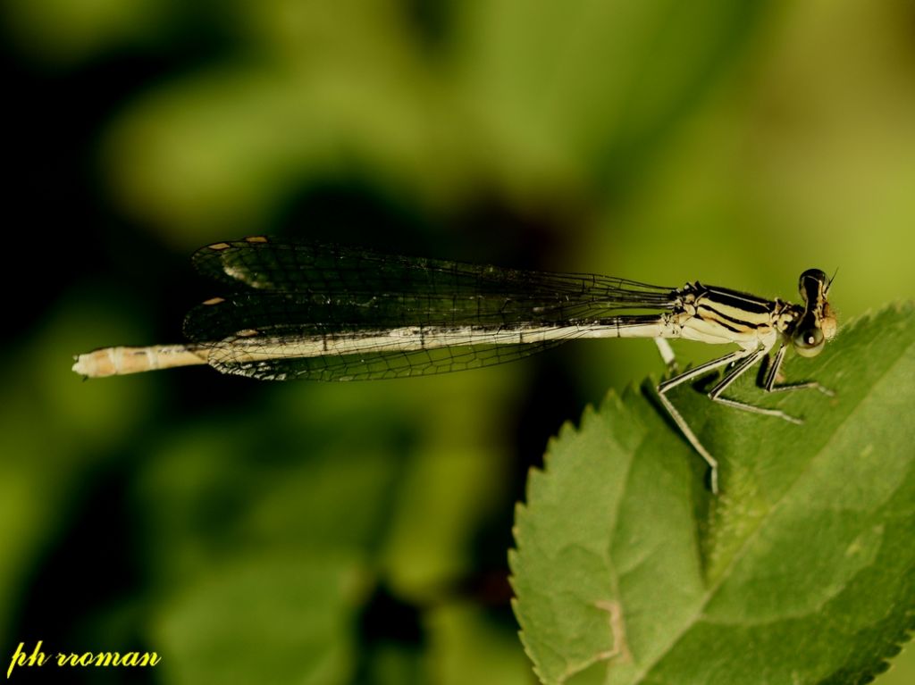 Platycnemis pennipes?  S !