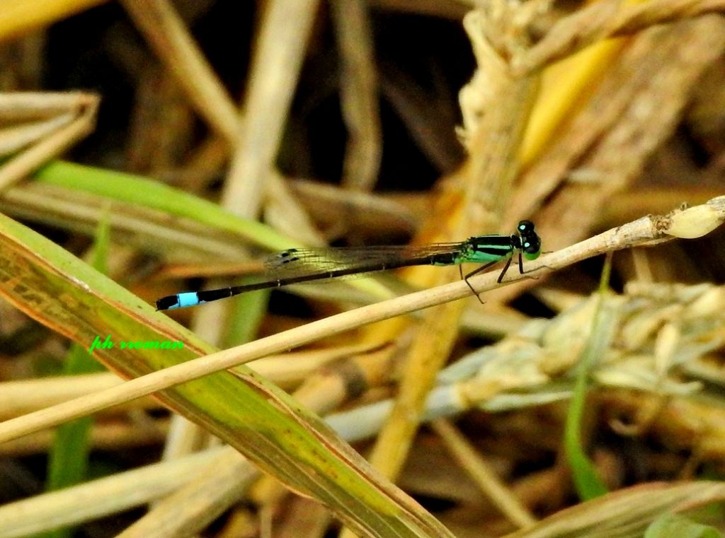 Ischnura elegans m. j.?  S !