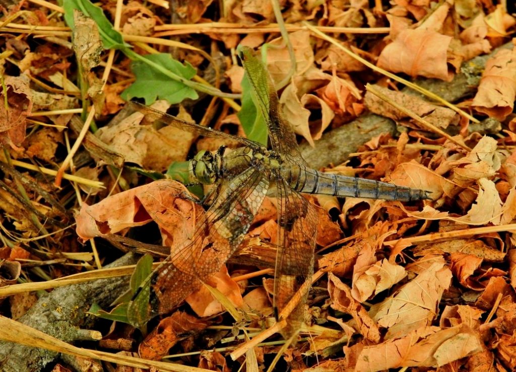 Orthetrum brunneum, f. ?  No, Orthetrum cancellatum