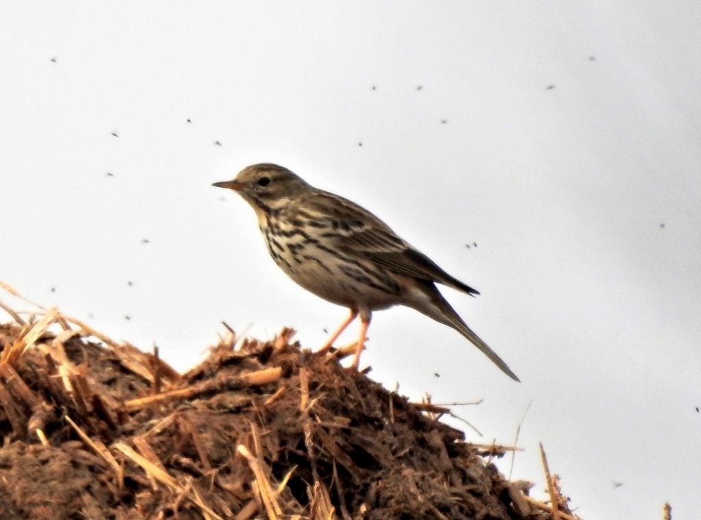 Identificazione: Pispola (Anthus pratensis)