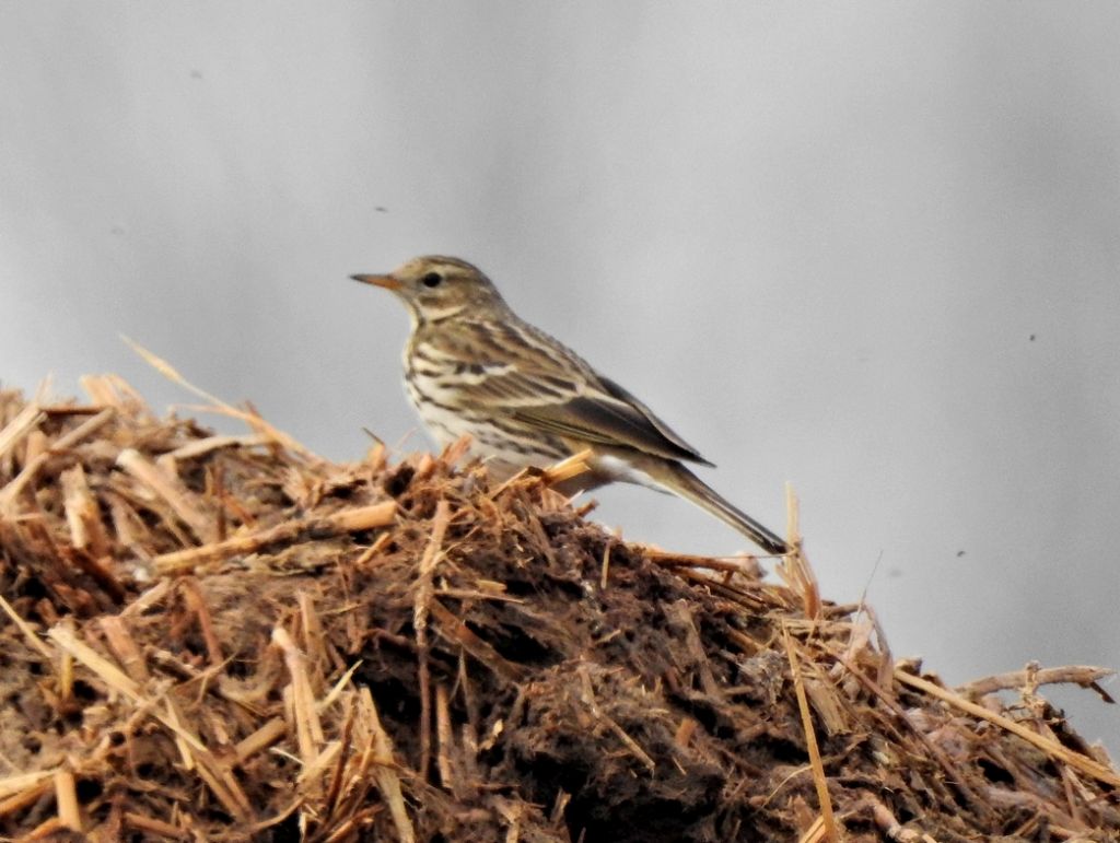 Identificazione: Pispola (Anthus pratensis)