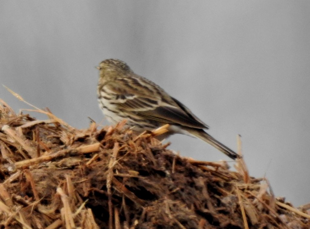 Identificazione: Pispola (Anthus pratensis)