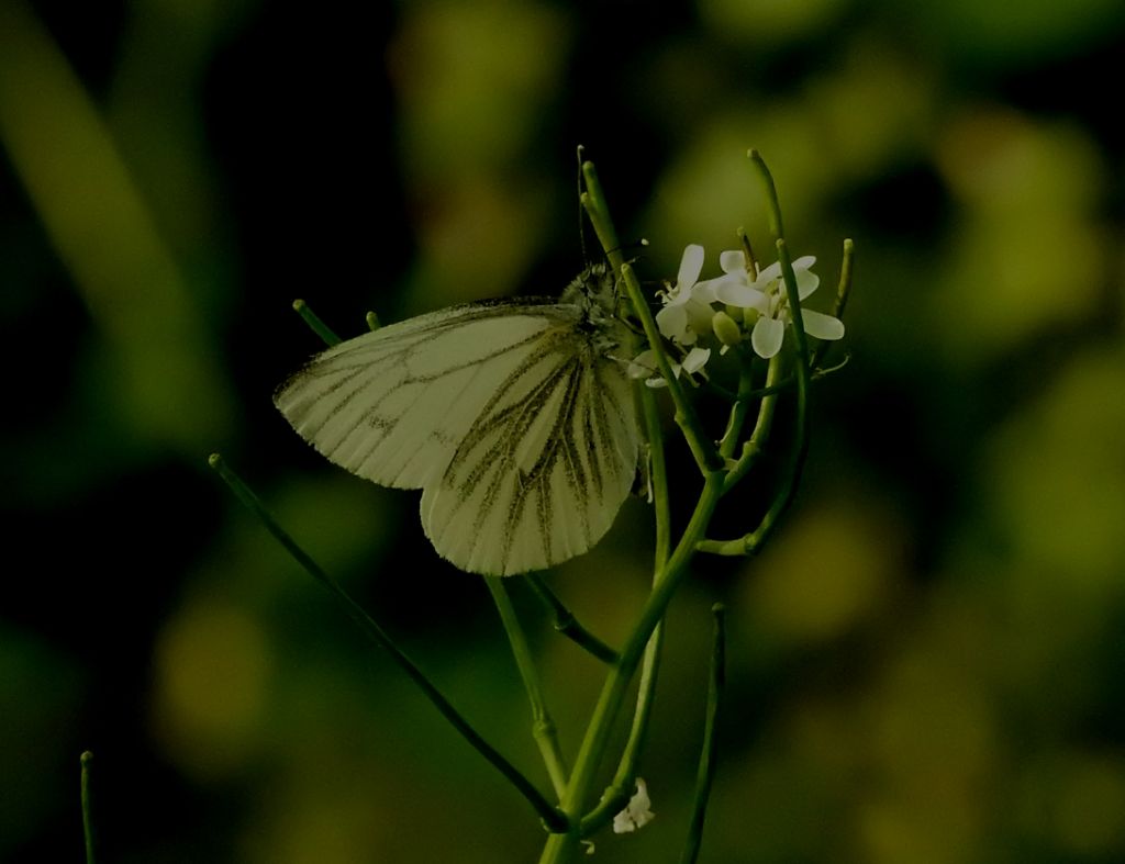 Pieris napi? S