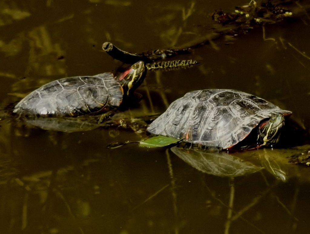 Trachemys scripta elegans